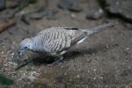 Zebra dove