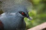 Western crowned-pigeon