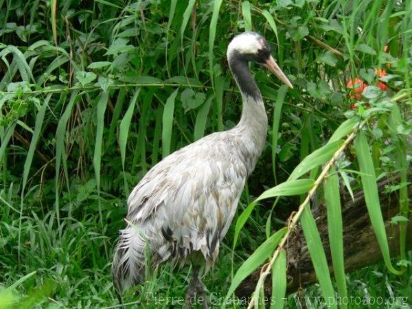 Common crane *