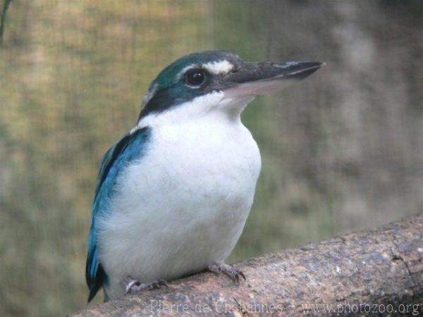 Collared kingfisher