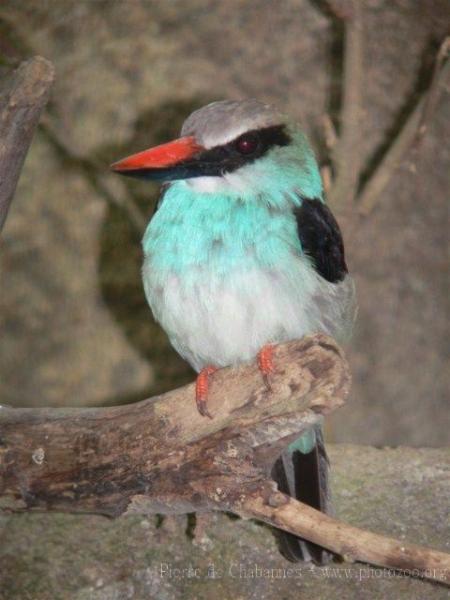 Blue-breasted kingfisher *