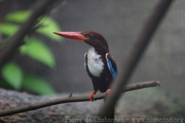 White-throated kingfisher