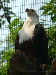 African fish-eagle