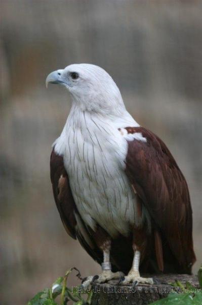 Brahminy kite