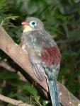 Sumatran trogon *