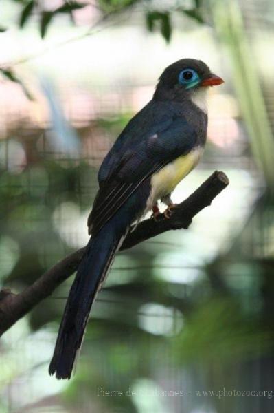 Javan trogon *