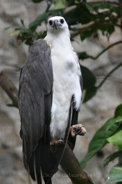 White-bellied sea-eagle