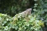 Green iguana