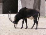 Southern sable antelope *