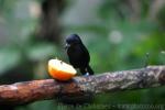 White-lined tanager