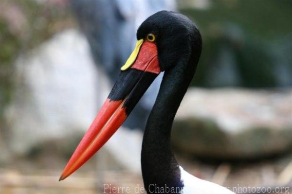 Saddlebill stork