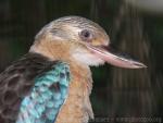 Blue-winged kookaburra *