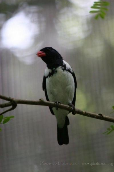 Red-billed pied tanager *