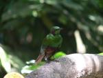 Emerald starling