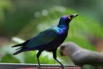 Purple glossy starling