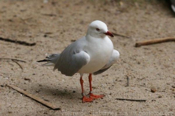 Silver gull