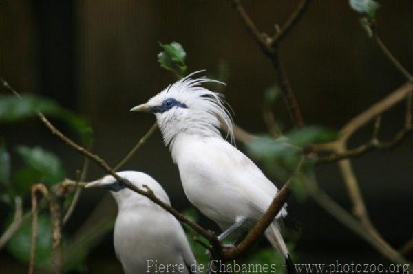 Bali myna