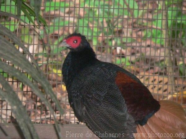 Crestless fireback pheasant *