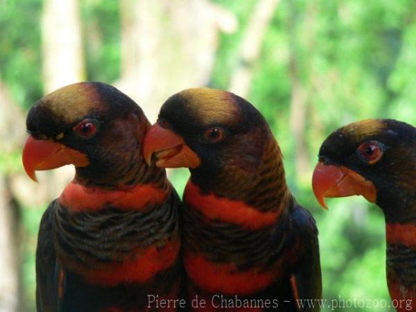 Dusky lory