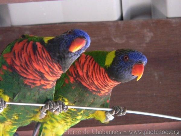 Coconut lorikeet