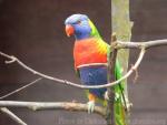 Rainbow lorikeet