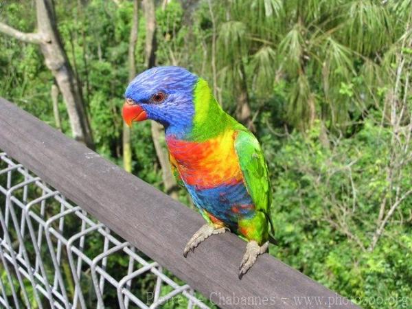 Rainbow lorikeet