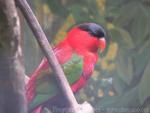 Purple-naped lory