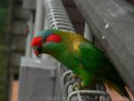 Musk lorikeet