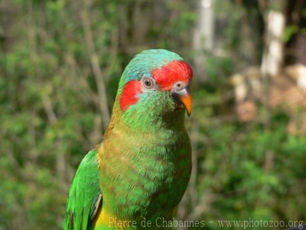 Musk lorikeet