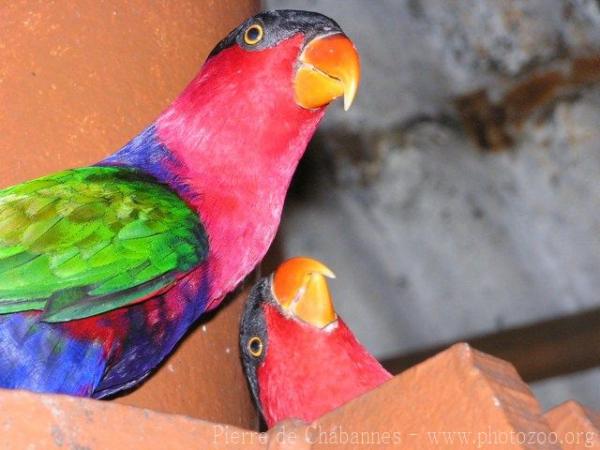 Black-capped lory