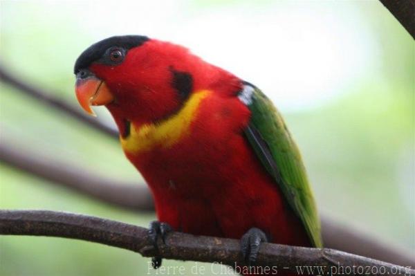 Yellow-bibbed lory