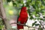 Chattering lory