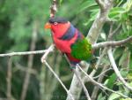 Black-capped lory