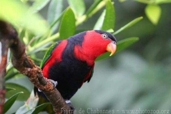 Black-capped lory