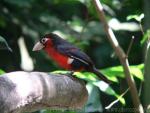 Double-toothed barbet *