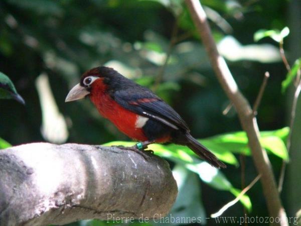 Double-toothed barbet *