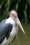 Marabou stork