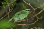 Black-browed barbet *