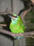 Red-throated barbet *