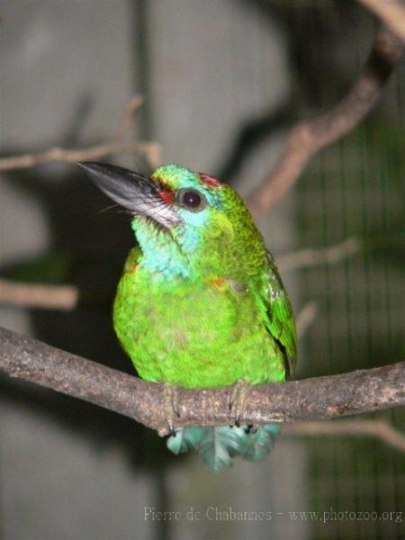 Red-throated barbet *