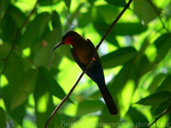 Red-throated bee-eater *