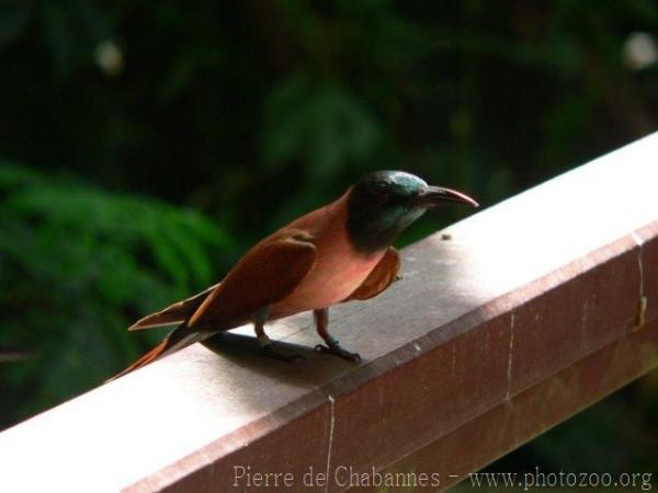 Carmine bee-eater