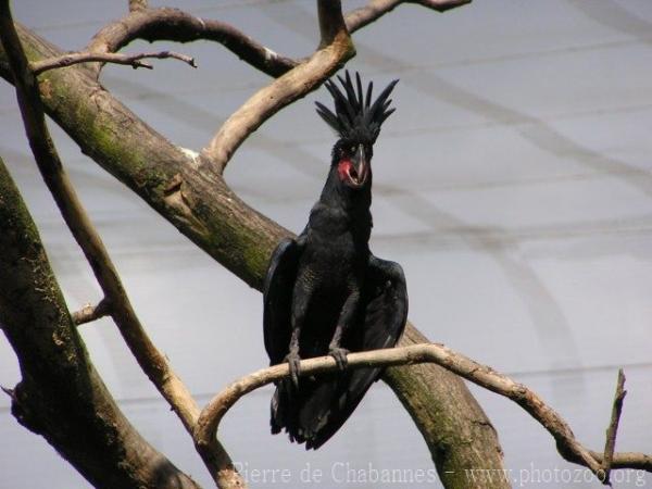 Palm cockatoo