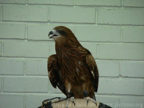 Black kite *