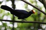 Violet turaco