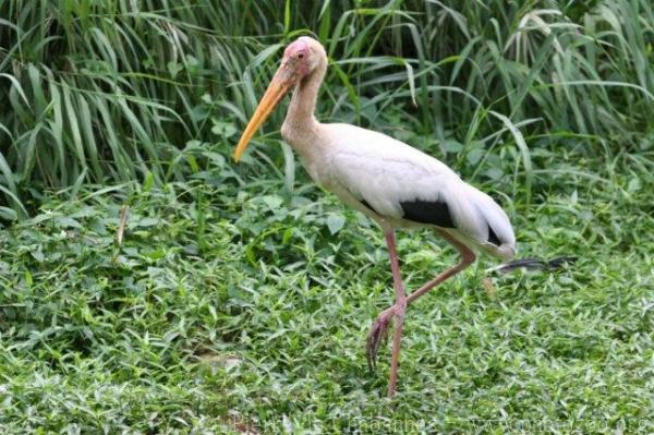 Milky stork