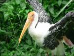 Painted stork *