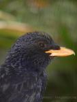 Blue whistling-thrush