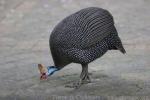 Helmeted guineafowl