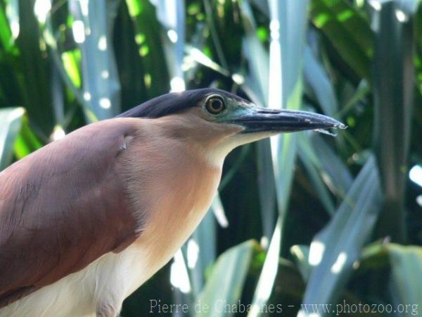 Rufous night-heron